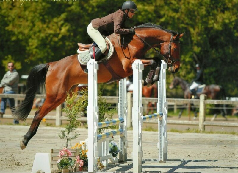 Cheval qui saute un oxer