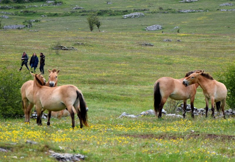 chevaux de Przewalskis allogrooming